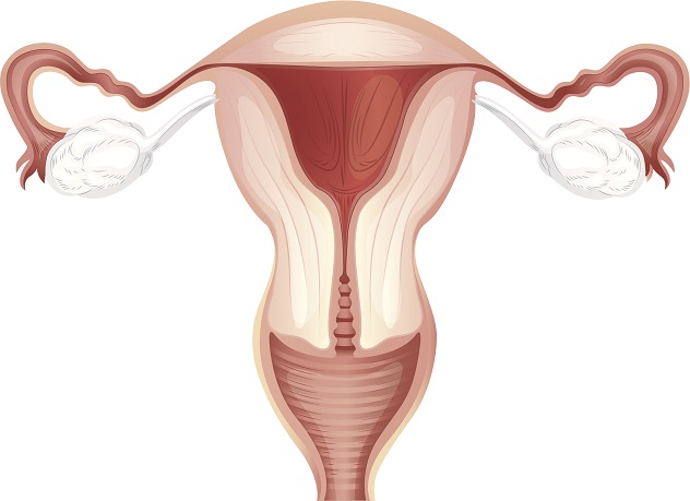 Матка после родов - нормы и размеры, как присходит восстановление матки после родов?