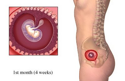 Болит живот на первом месяце беременности