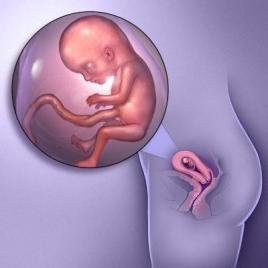 Беременность: когда начинает расти живот? На каком месяце беременности виден живот?
